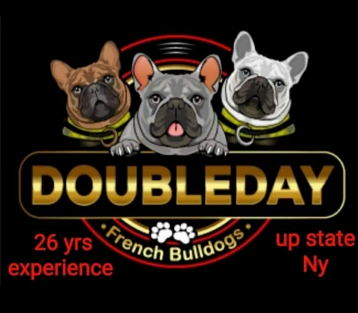 French bulldog breeders in NY