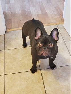 This is our Narfa a future mama chacolate frenchie