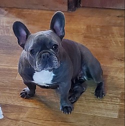 Michi is a blue French bulldog a great mama