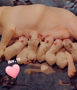 A platinum litter