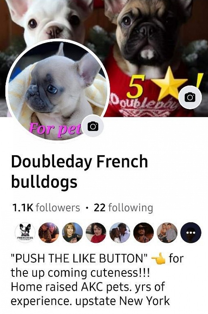 Look for US On Facebook- Doubleday french bulldogs
