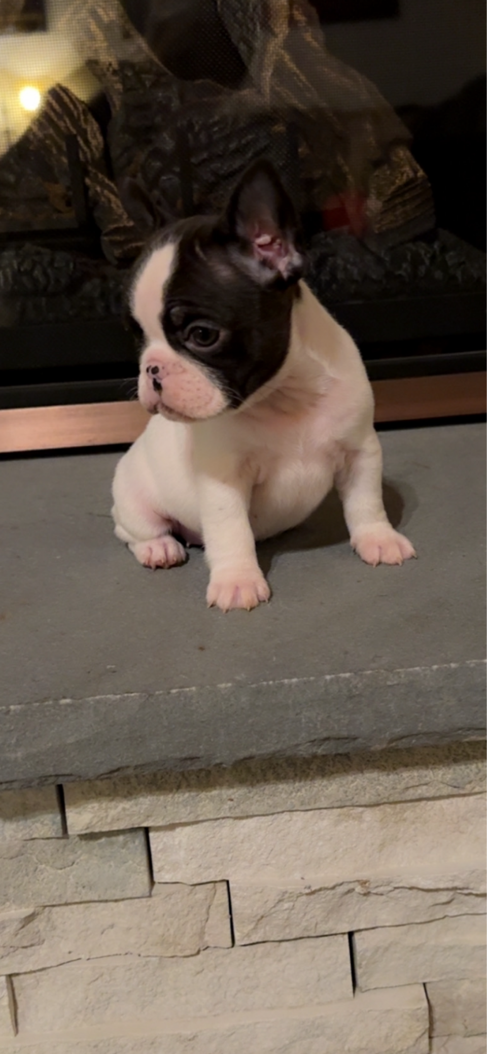 small female 6wks 3500. sold !! black & white