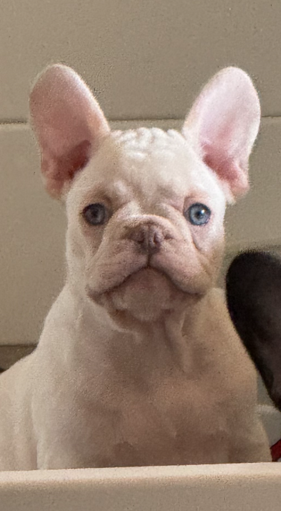lilac merle boy 3500.- SOLD!  Vet checked and health certificate
