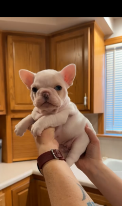 A honey pie Merle boy With blue and green eyes Six weeks old. He can go home December 20th 3500. Vet checked health Guarantee