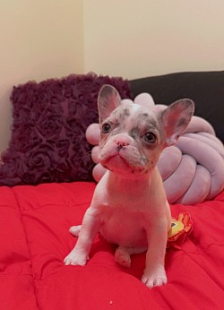 female Blue Merle pied 7 week 3500. available