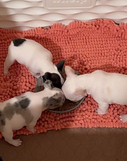 reach out to us and ask for pictures. We had two good size litters and they all need homes